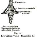 Image de Phaenocora typhlops (Vejdovsky 1880) Hofsten 1907