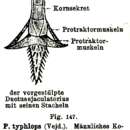 صورة Phaenocora typhlops (Vejdovsky 1880) Hofsten 1907