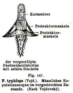 Sivun Phaenocora typhlops (Vejdovsky 1880) Hofsten 1907 kuva