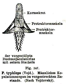 Image of Phaenocora typhlops (Vejdovsky 1880) Hofsten 1907