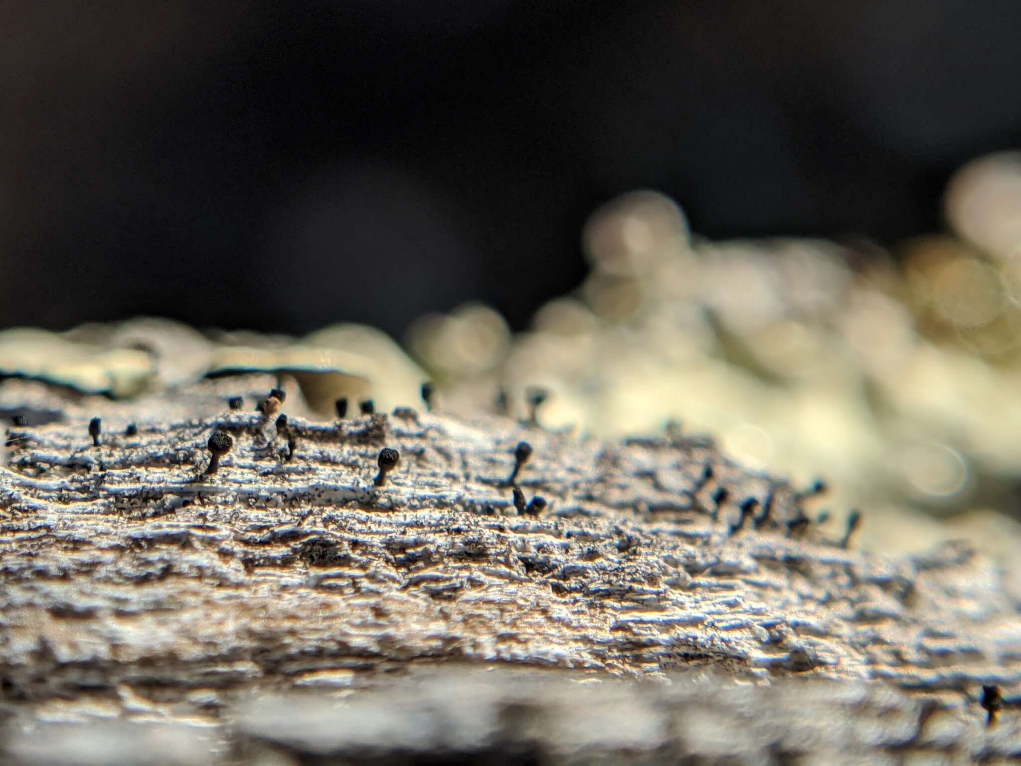 Image of Spike lichen;   Black stubble