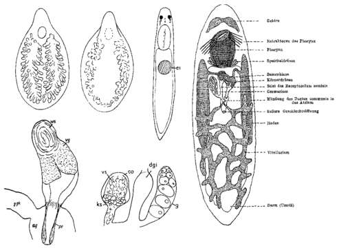 Sivun Phaenocora unipunctata (Ørsted 1843) Bendl 1908 kuva