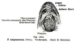 Image of Phaenocora unipunctata (Ørsted 1843) Bendl 1908
