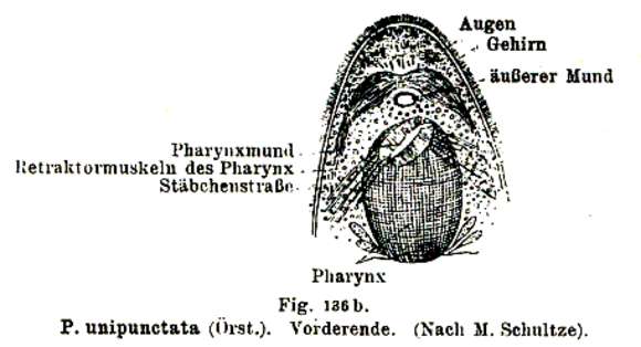 Sivun Phaenocora unipunctata (Ørsted 1843) Bendl 1908 kuva