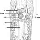Sivun Phaenocora unipunctata (Ørsted 1843) Bendl 1908 kuva