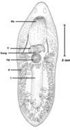 Image of Phaenocora unipunctata (Ørsted 1843) Bendl 1908