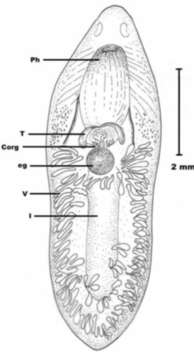 Image of Phaenocora unipunctata (Ørsted 1843) Bendl 1908