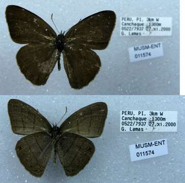 Imagem de Euptychia gisella Hayward 1957