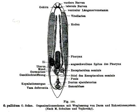 Image of Opistomum