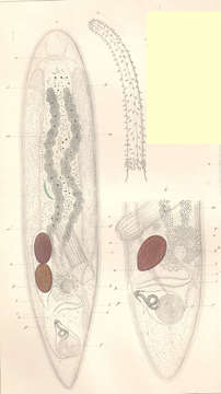 Image of Opistomum