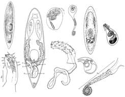 Image of Opistomum fuscum Weise 1942