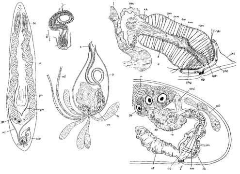 Image of Opistomum immigrans Ax 1956