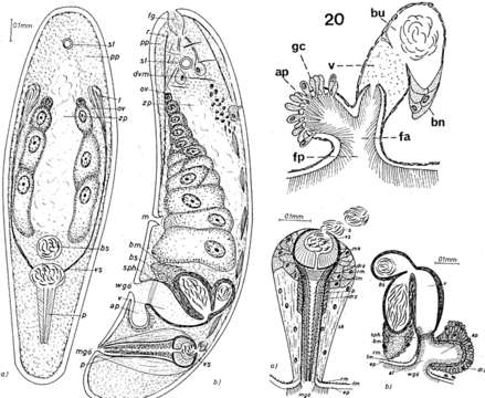 Image of Childia macroposthium (Steinböck 1931)