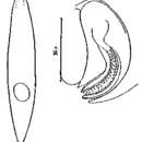 Image of Opistomum tundrae Nasonov 1923