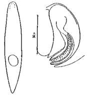 Image of Opistomum tundrae Nasonov 1923