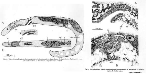 Image of Solenofilomorphidae