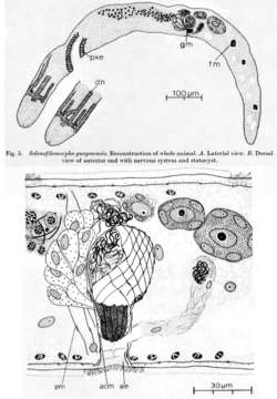 Image of Solenofilomorphidae