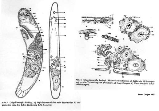 Image of Oligofilomorpha