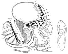 Image de (Castrada) cristatispinosa