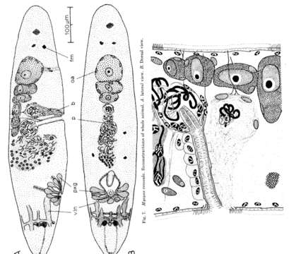 Image of Myopea