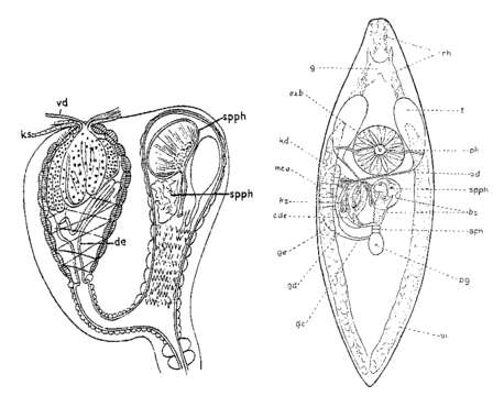 Image of (Castrada) hofmanni