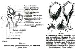 Sivun (Castrada) hofmanni kuva