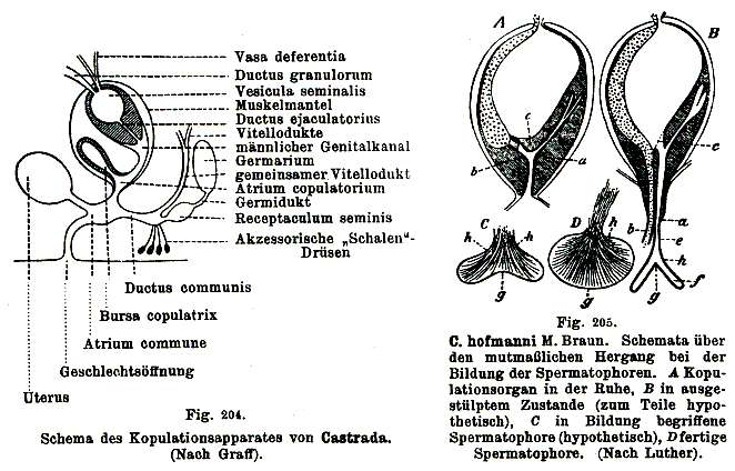 Sivun (Castrada) hofmanni kuva