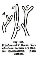 (Castrada) hofmanni的圖片