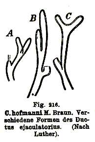 Image de (Castrada) hofmanni