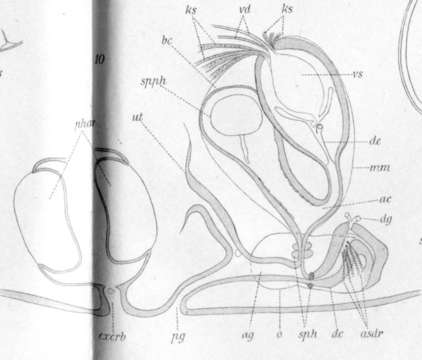 Image of (Castrada) hofmanni