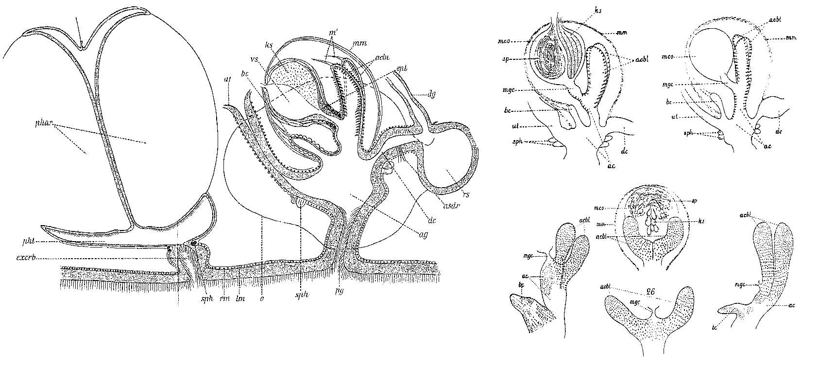 Image of (Castrada) intermedia