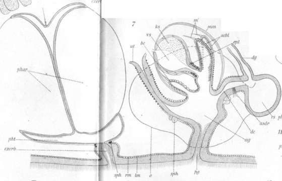 Image of (Castrada) intermedia