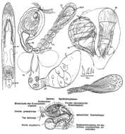 Sivun (Castrada) lanceola kuva