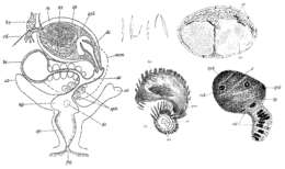 Sivun (Castrada) lanceola kuva