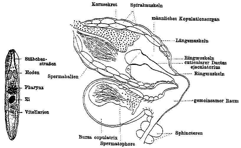 Sivun (Castrada) lanceola kuva