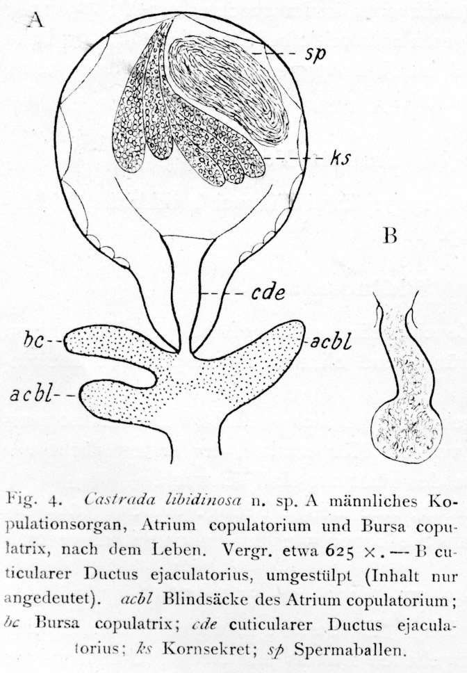 Image de (Castrada) libidinosa