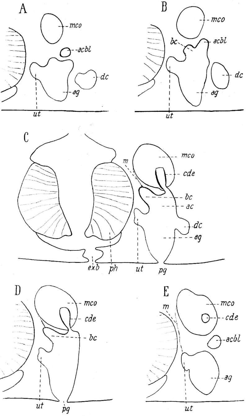 Sivun (Castrada) libidinosa kuva