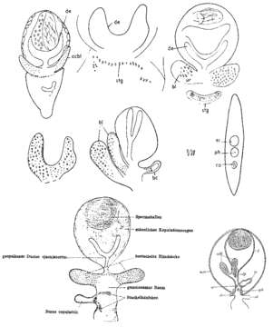 Image of (Castrada) luteola