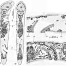 Image of Myopea latafaucium Crezee 1975