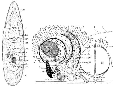 Image of (Castrada) lutheri