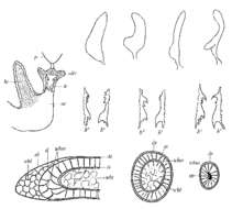 Image of (Castrada) neocomensis