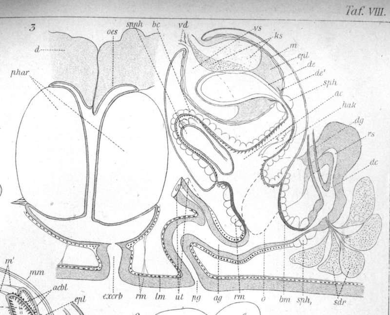 Image of (Castrada) neocomensis