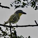 Image of Monteiro's Bush Shrike