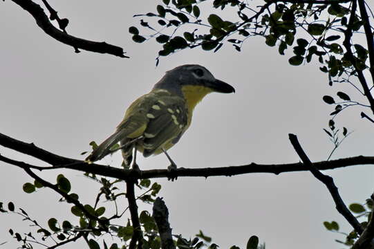 Image of Monteiro's Bush Shrike