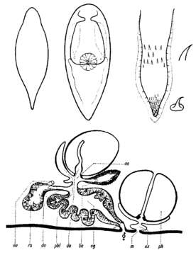 Image of (Castrada) ochridense