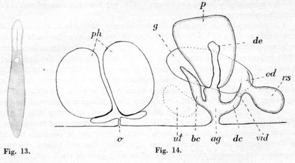 Image of (Castrada) ophiocephala