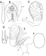 Image of (Castrada) rhaetica