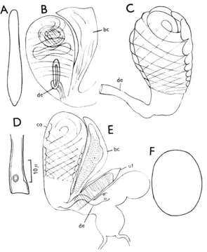 Image of (Castrada) rhaetica