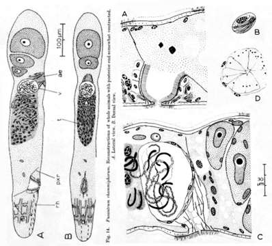 Image of Fusantrum