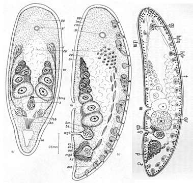 Imagem de Childia brachyposthium (Westblad 1942)